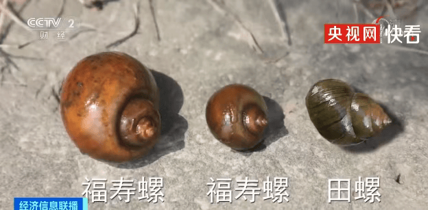皇冠信用網登1,登2,登3出租_别吃皇冠信用網登1,登2,登3出租,寄生虫多达上千条!武汉公园连夜清出130多斤