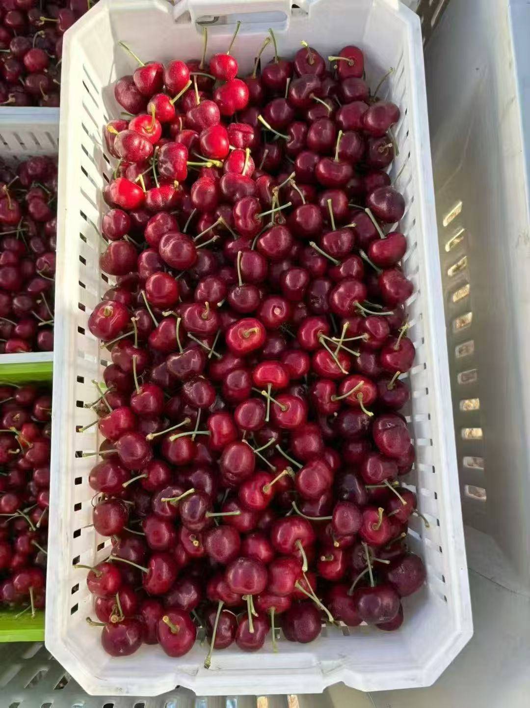 皇冠信用網登2代理_武汉第一波智利车厘子从1700元每件降至800元皇冠信用網登2代理，有批发果商每天卖出1千斤，回应：主要流向高端客户