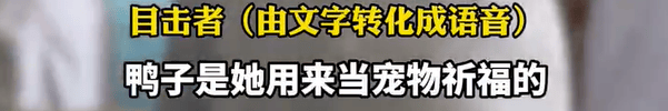本菲卡 vs 勒洪库森_养了四年的宠物鸭被汽车碾死本菲卡 vs 勒洪库森，老太太当街包鸭痛哭，目击者：她老伴重病，鸭子是用来祈福的