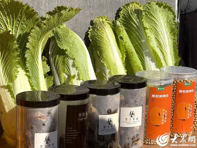 皇冠体育App下载_山东青岛：全国首批“板蓝根白菜”喜获丰收皇冠体育App下载，正式上市！首批10万棵已被上海采购商“包圆”