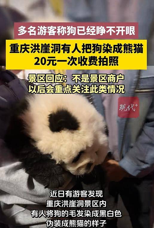 怎么开通皇冠信用网口_重庆洪崖洞有人将狗染成黑白色伪装成熊猫怎么开通皇冠信用网口，20元一次可抱着拍照，狗已睁不开眼；景区回应：不是景区商户，以后会重点关注此类情况